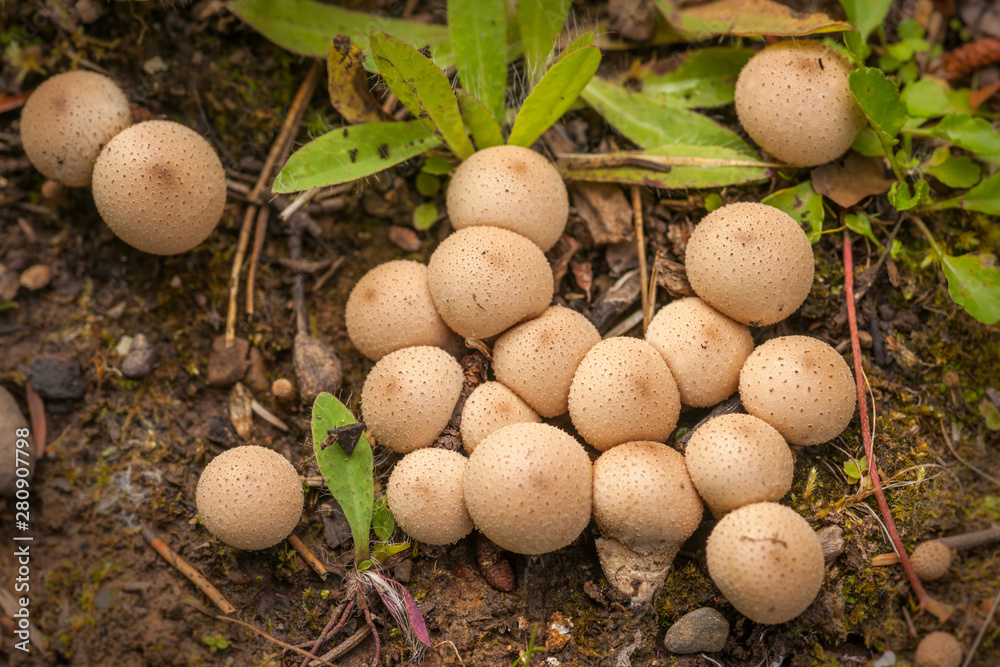 Puffball Mushrooms - Lycoperdon Puffball Mushrooms - Lycoperdon