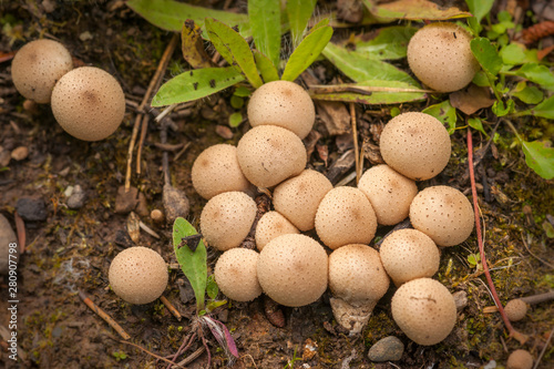 Puffball Mushrooms -  Lycoperdon