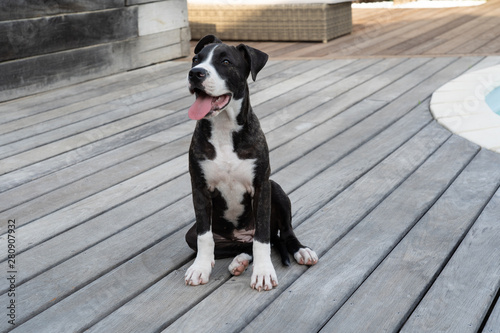 Slika na platnu American Staffordshire Terrier