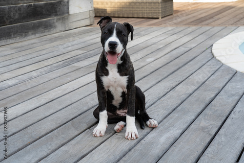 Slika na platnu American Staffordshire Terrier