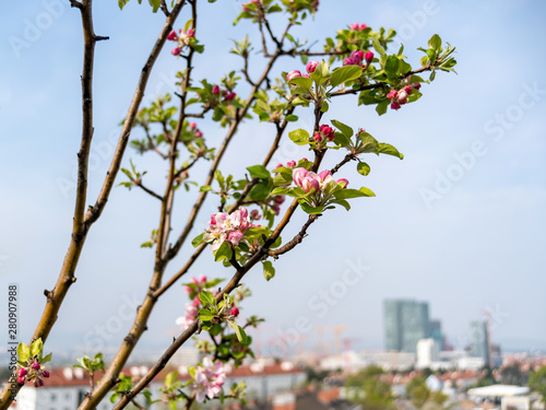 blossoming apple tree on a roof terrace with blurred office buildings in the background