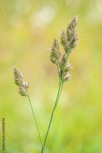 Dactylis glomerata - Orchard Grass