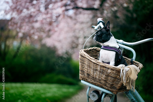 Boston Terrier in the Park in Spring
