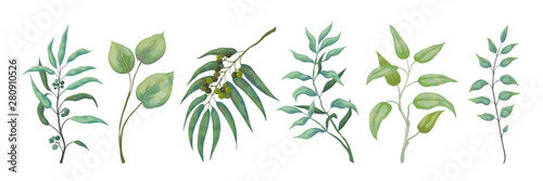 Eucalyptus plants. Greenery nature branches and foliage for scrapbook and wedding cards, nature decorative elements. Vector green leaves set on white background photo