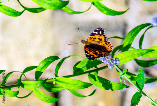 Tortoiseshell (Aglais urticae) is a colorful butterfly belonging to the famil...