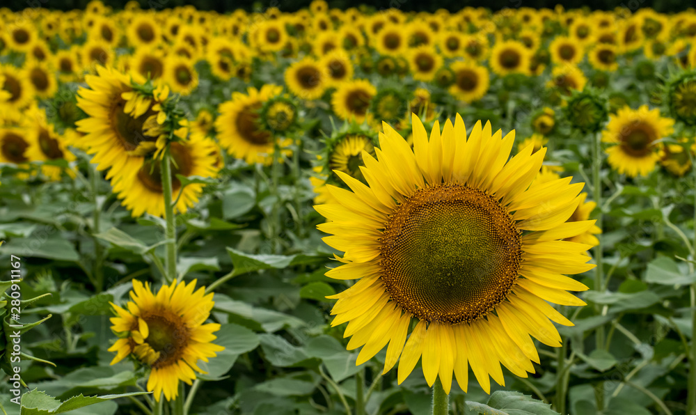 Obraz premium Many sunflowers