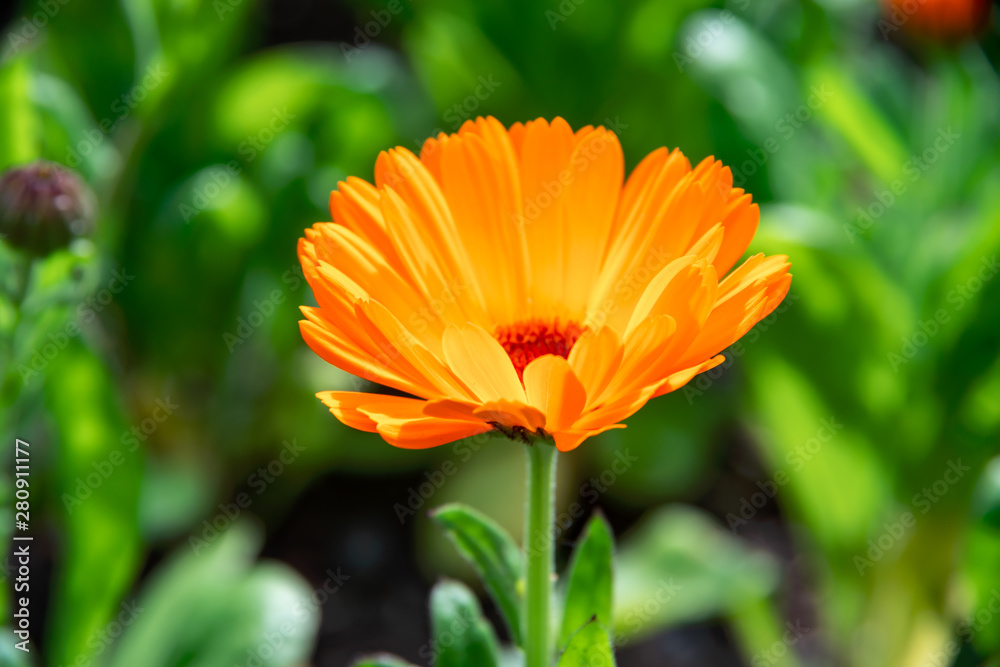 Beautiful orange calendula flower in summer garden (Marigold). Beautiful orange calendula flower in summer garden (Marigold).