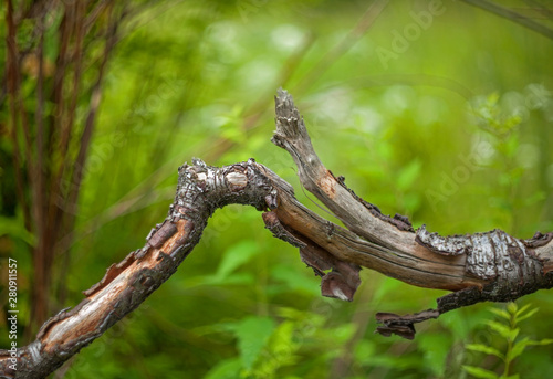 Curved old broken tree branch with cracks on a blurred background of grass and bushes.
