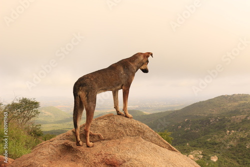 Wolf like dog at top of hill © Jyotiranjan