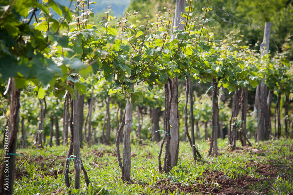 Plantations of vineyards in Tuscany