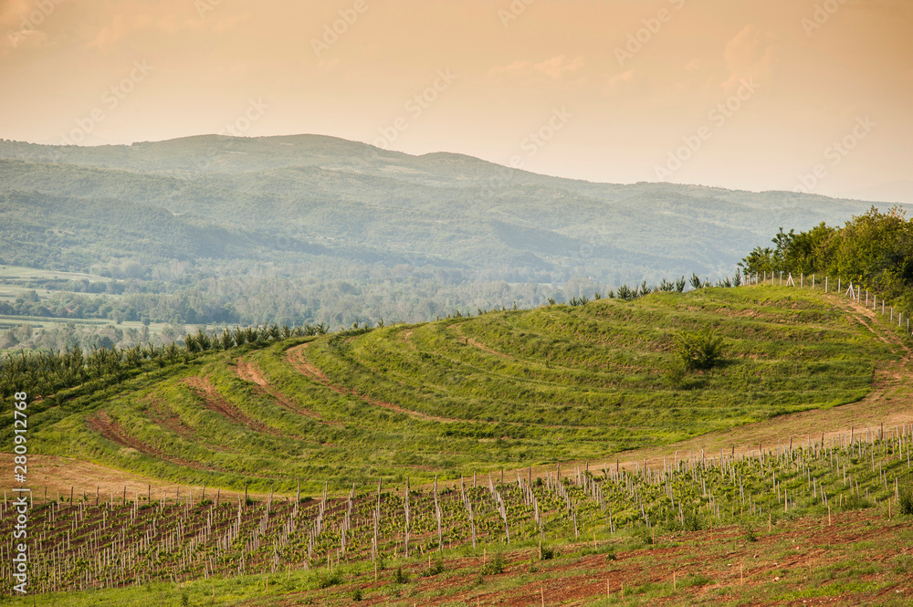 Vine lines along the sunny hill in the Tuscany region