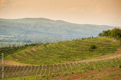Vine lines along the sunny hill in the Tuscany region