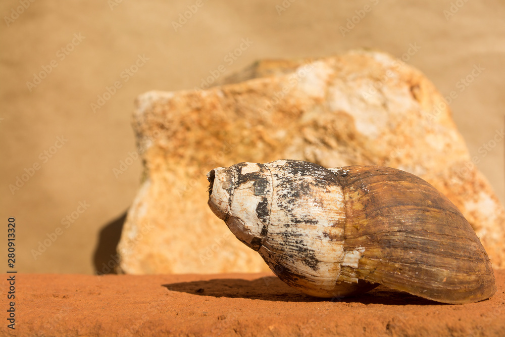 snail shell snail shell
