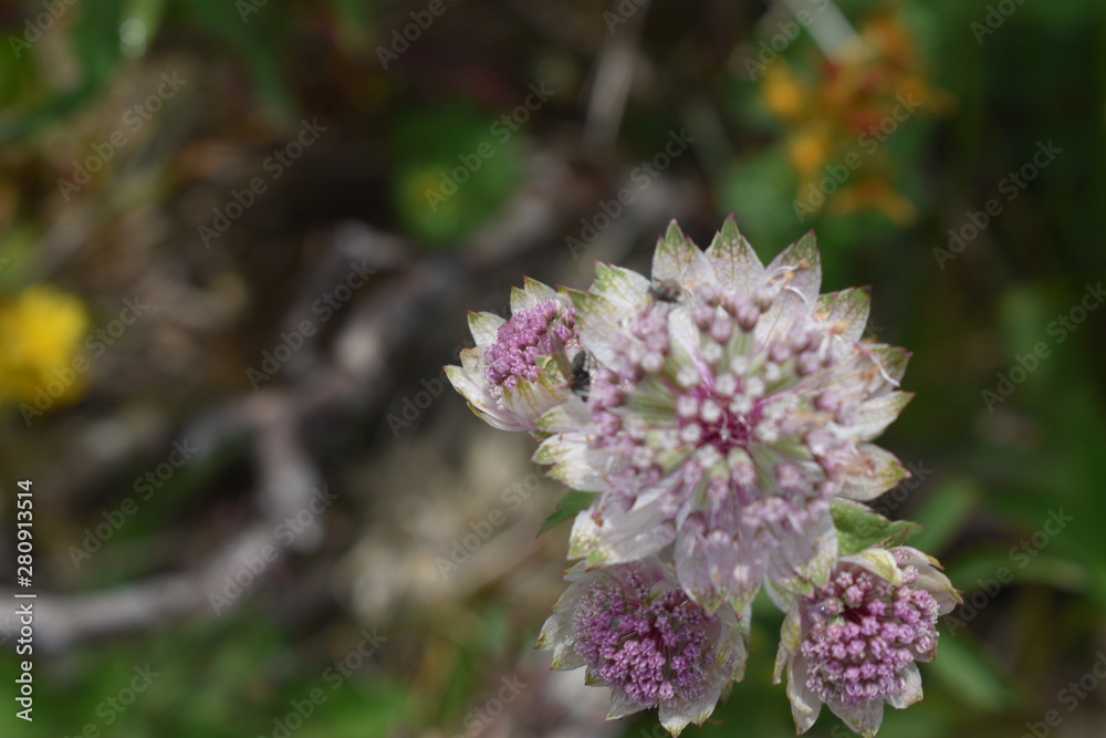 blüte blüte