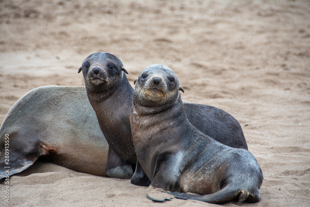 Fototapeta premium durch die namib nach walvis bay