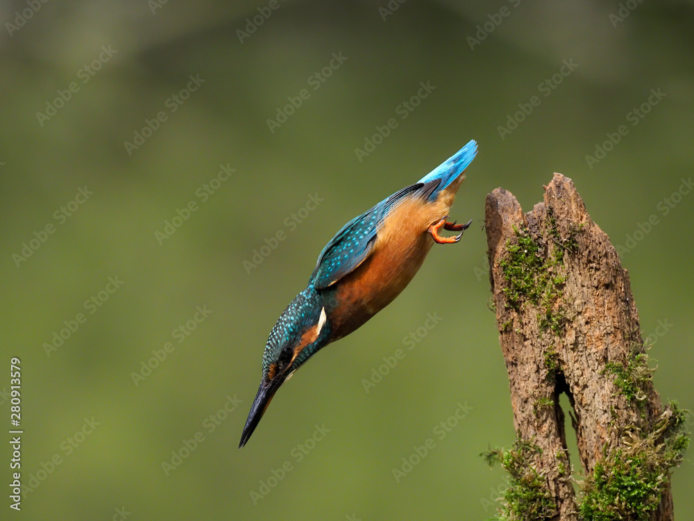 Obraz premium Kingfisher, Alcedo atthis, single bird on branch