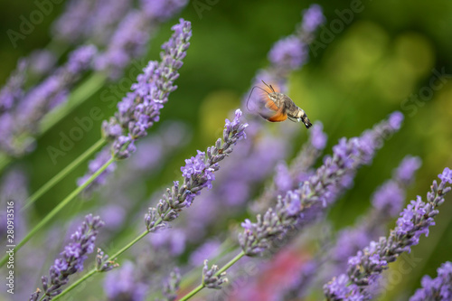 Taubenschw  nzchen auf Nektarsuche an Lavendel