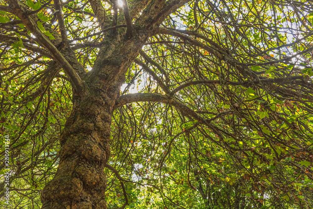 Fototapeta premium tree in the forest