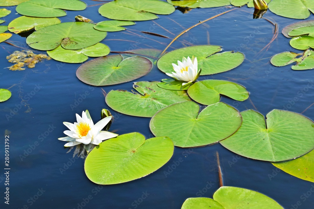 White water Lily in the Summer lake in the open air. White water Lily in the Summer lake in the open air.