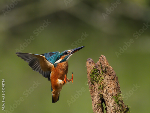 Valokuvatapetti Kingfisher, Alcedo atthis, single bird on branch