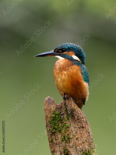 Kingfisher, Alcedo atthis, single bird on branch