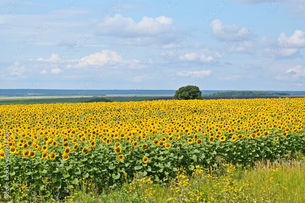 Beautiful,bright sunflower flowers.On a Sunny summer day.