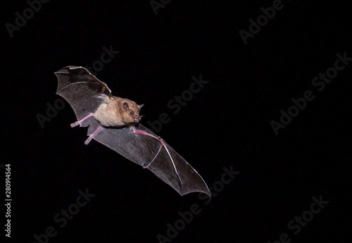   Flying bats Views around the Caribbean island of Curacao