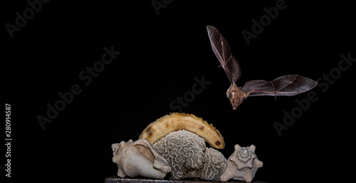  Flying bats Views around the Caribbean island of Curacao