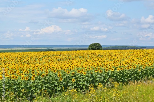 Beautiful bright sunflower flowers.On a Sunny summer day.