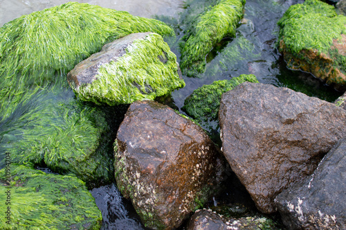 seaweed-covered stones on the sea, close-up of sea moss