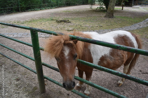 pony