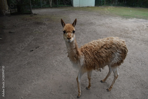 lama