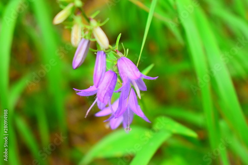 glockenblume