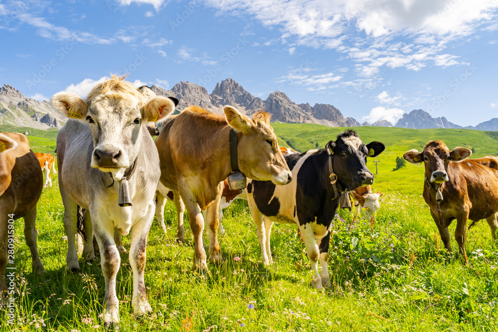 Beautiful Alps with animal on pasture field