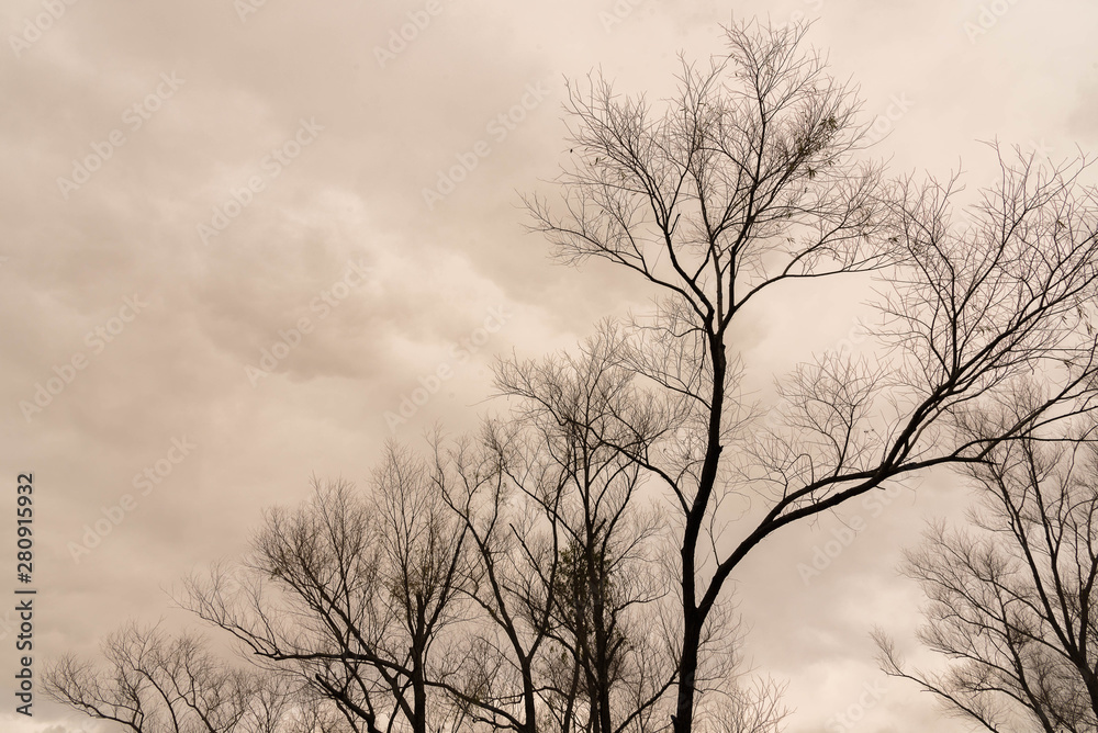 Obraz premium Silhouettes of trees on cloudy day