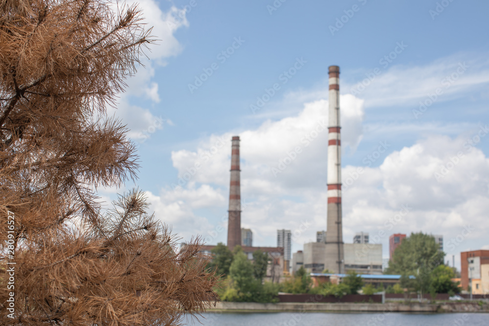 coniferous tree branch factory pipes in the city pollute the air near the water and trees in the summer