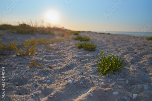 early sunset on the beach with some grass closeup