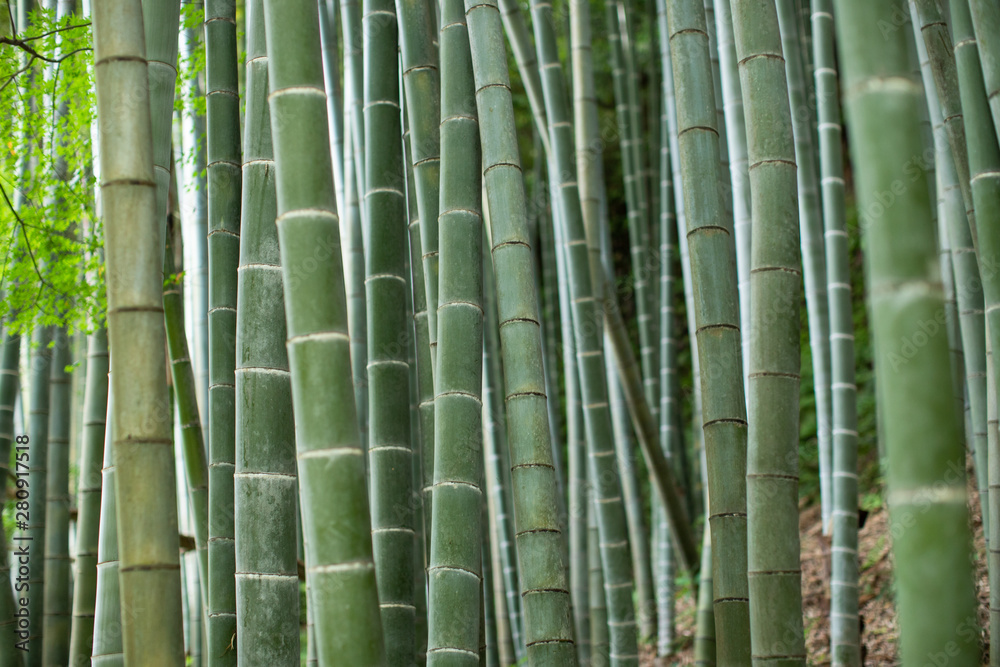 Fototapeta premium Bamboo forest in Kyoto, Japan