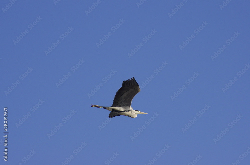 Obraz premium heron in flight
