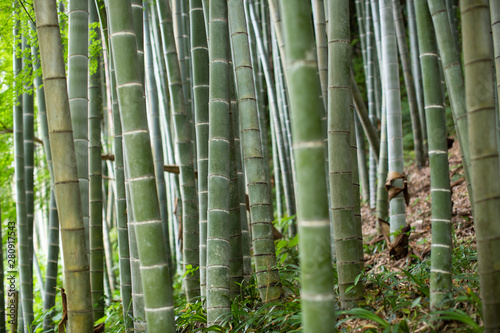 Fototapeta Naklejka Na Ścianę i Meble -  Bamboo forest in Kyoto, Japan