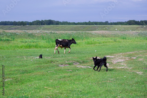 cows on pasture © Юлия Васильева