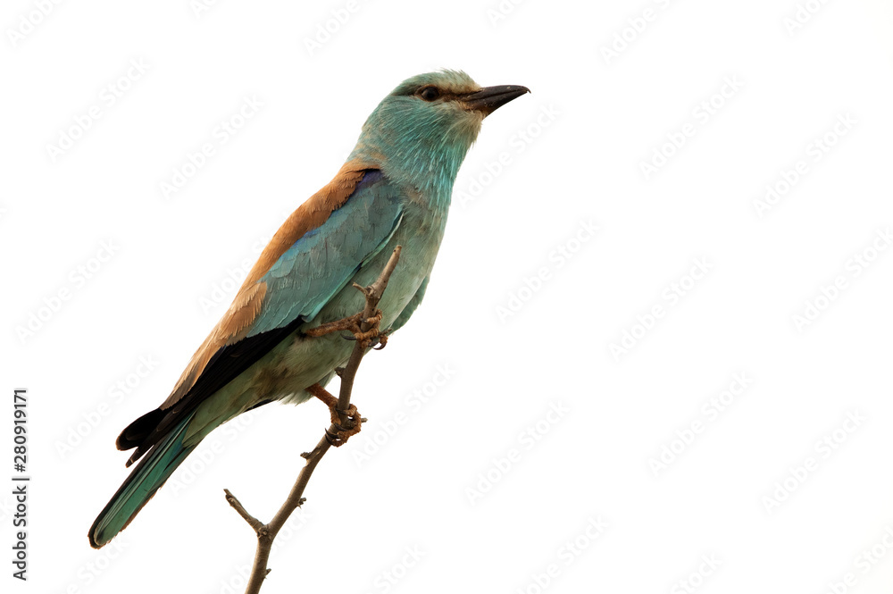 European roller perched on a tree at Hamala, Bahrain 