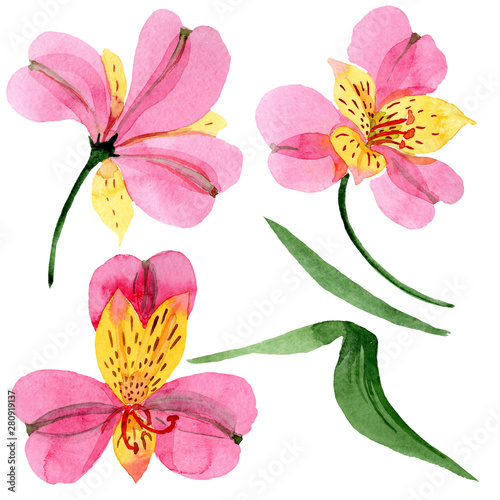 Pink alstroemeria floral botanical flowers. Watercolor background set. Isolated alstroemeria illustration element.