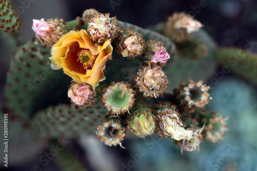 Kaktuspflanzen © waechter-media.de