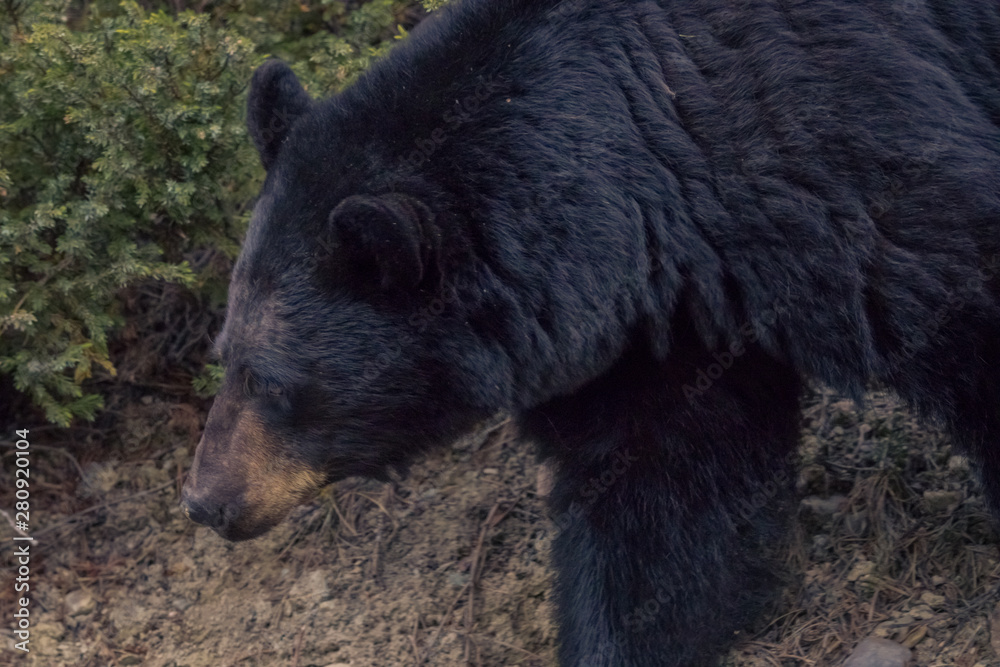 black bear along roadside of banff national park canada black bear along roadside of banff national park canada