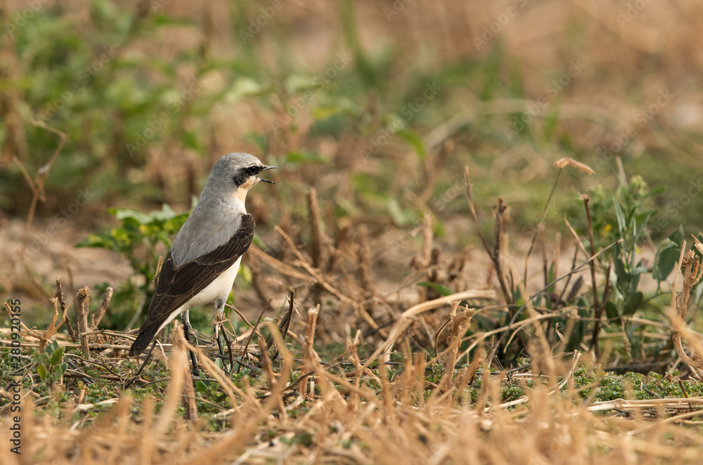 Northern Wheatear at hamala, Bahrain Northern Wheatear at hamala, Bahrain