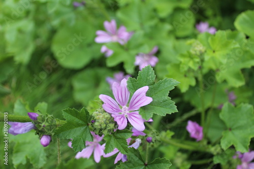 Wallpaper Mural lilac flower in the grass in the green Torontodigital.ca