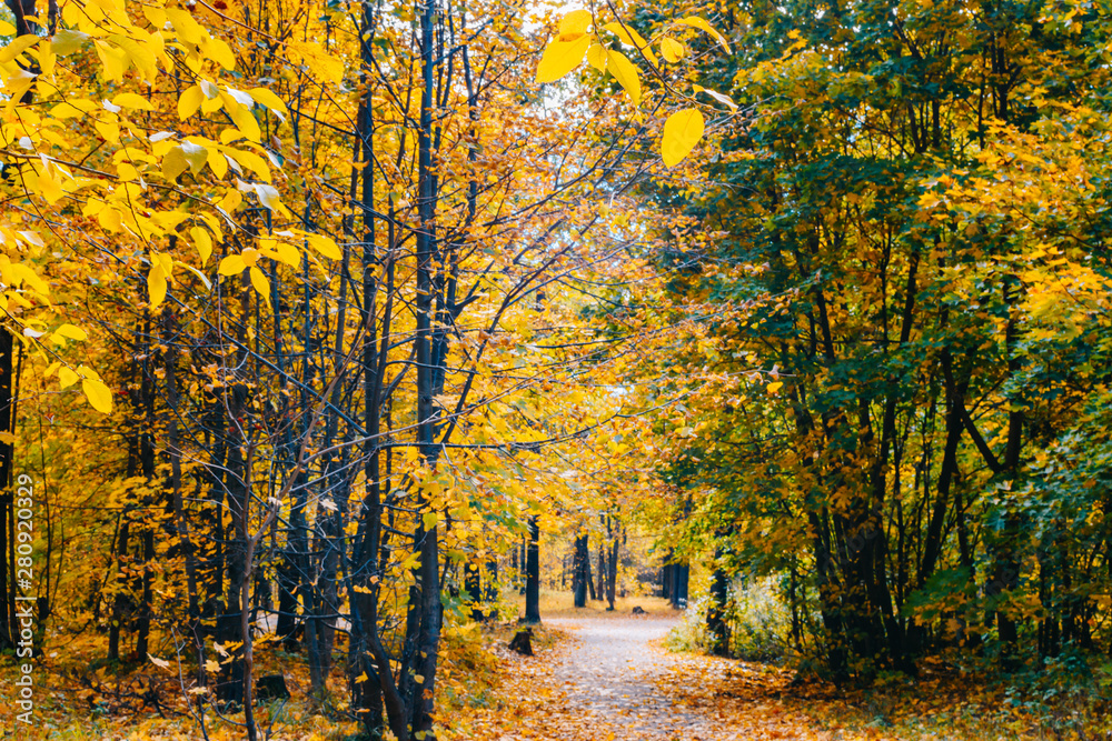 Footpath in the autumn park with colorful trees and leaves