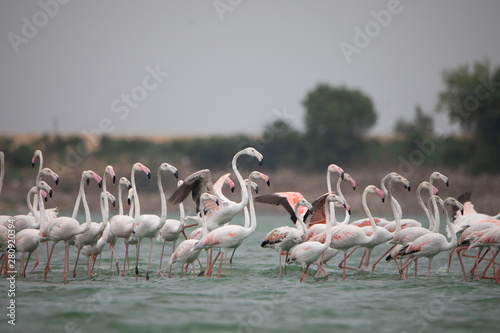 group of flamingos in lake