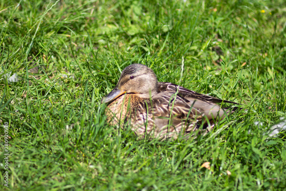 Duck sitting on green grass in summer park Duck sitting on green grass in summer park